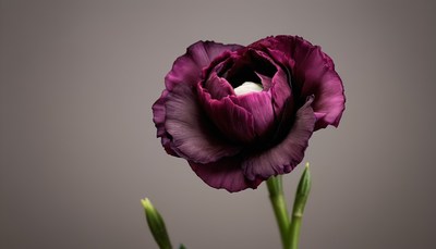 Single purple lisianthus flower