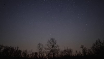 Night sky over trees