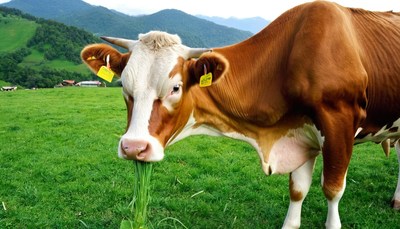 Cow grazing in mountain pasture