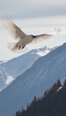 White bird soaring over snowy mountains