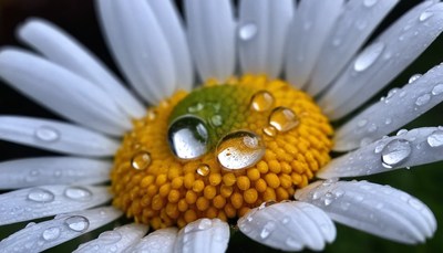 Daisy with dewdrops