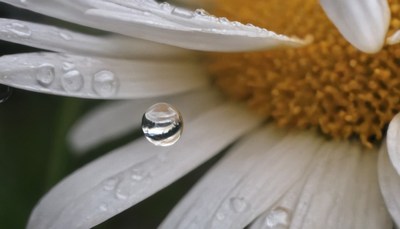 Water droplet falling on daisy