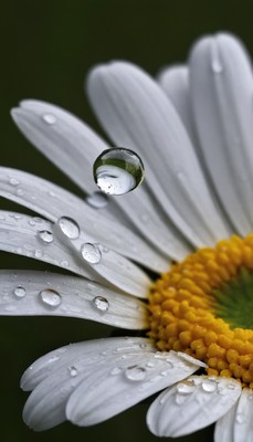 Water droplet on a daisy petal