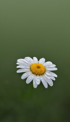 Dewy daisy on green background