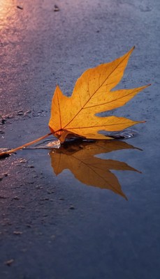 Autumn leaf in puddle
