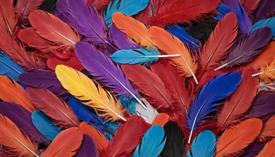 Colorful feathers close up