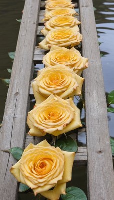 Yellow roses on wooden plank