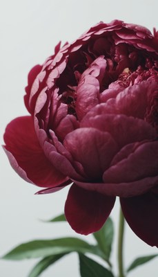 Burgundy peony close-up