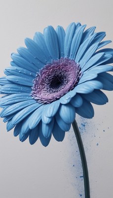 Blue gerbera daisy with water drops