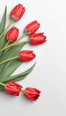 Red tulips on white background