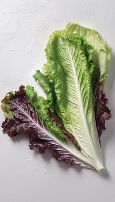 Green and red lettuce on white background