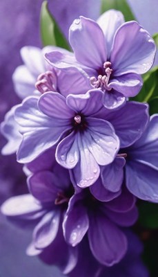 Purple flowers with dew drops