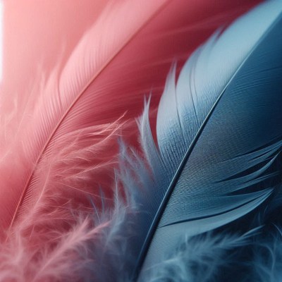 Pink and blue feathers close-up