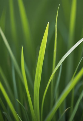 Green grass blades close up
