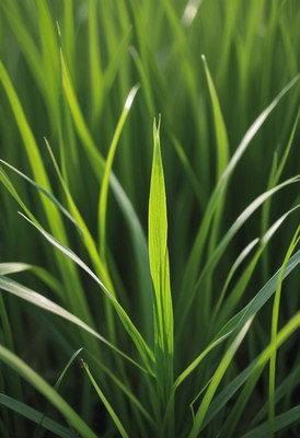 Green grass blades in sunlight