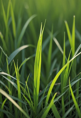 Green grass blades in sunlight