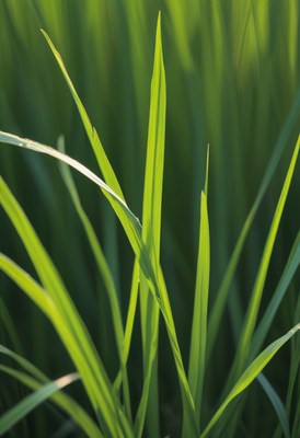 Green grass blades in sunlight
