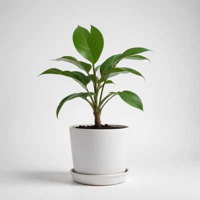 Green plant in white pot