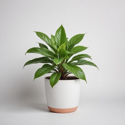 Green plant in white pot
