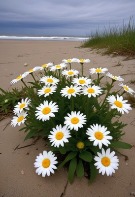 Daisies blooming on a sandy beach