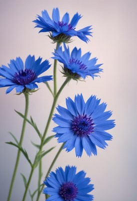 Blue cornflowers in bloom