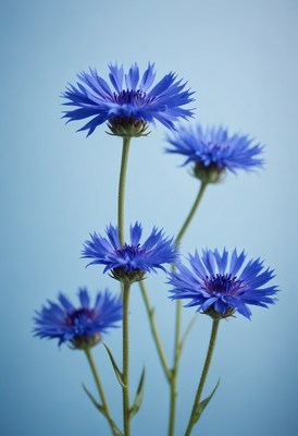 Blue cornflowers on blue background