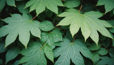 Green maple leaves close-up