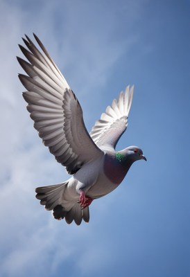 Pigeon in flight against blue sky