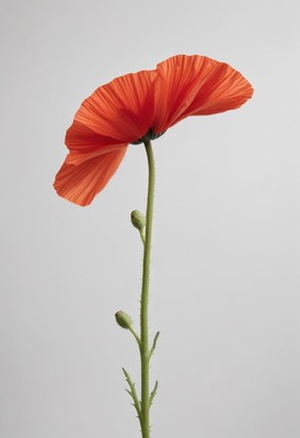 Single poppy flower with buds