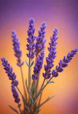 Lavender blooms against sunset