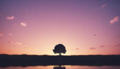Lonely tree at sunset