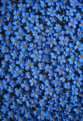 Blue flowers in bloom