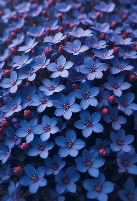 Blue flowers close-up