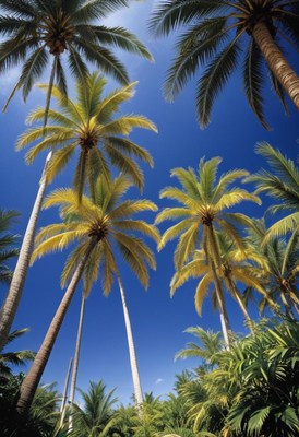 Palm trees in a tropical grove