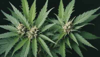 Cannabis plant buds close-up