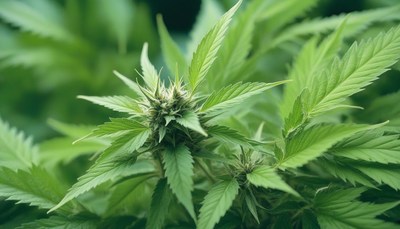 Cannabis plant budding outdoors