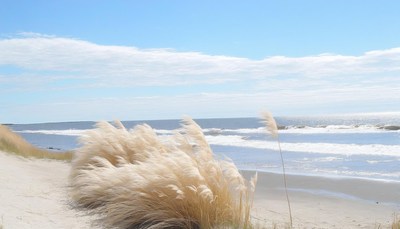Beach grass blowing in the wind