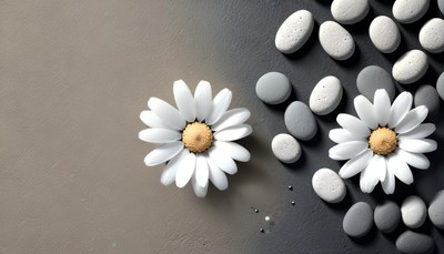 White daisies and grey stones