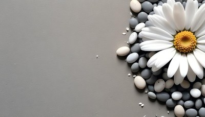 White daisy on grey pebbles