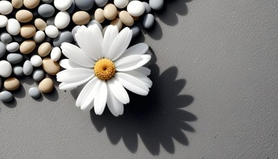 White daisy and stones on gray surface