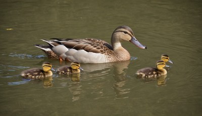 Duck family swimming in pond