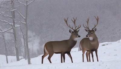 Two deer in snowy forest