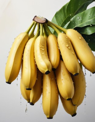 Fresh cluster of ripe bananas with water droplets
