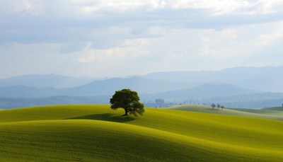 Solitary tree on green hills under cloudy sky
