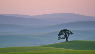 Lone tree on green hill at dusk in serene landscape
