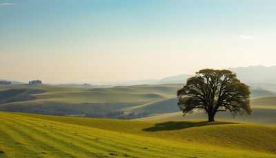 Lush green hills with lone tree at sunset