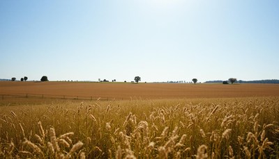 A field of golden wheat in the countryside
