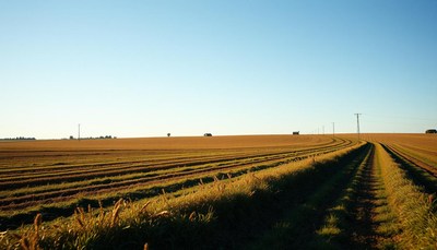 A dirt road cuts through a field of harvested crops