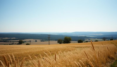 A field of golden wheat under a clear blue sky