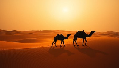 Two camels walk through the desert at sunset
